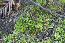 Image of calliergonella moss