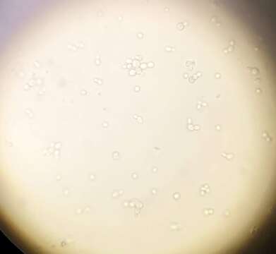 Imagem de Saccharomyces