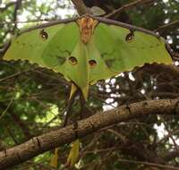 Image of African Luna Moth