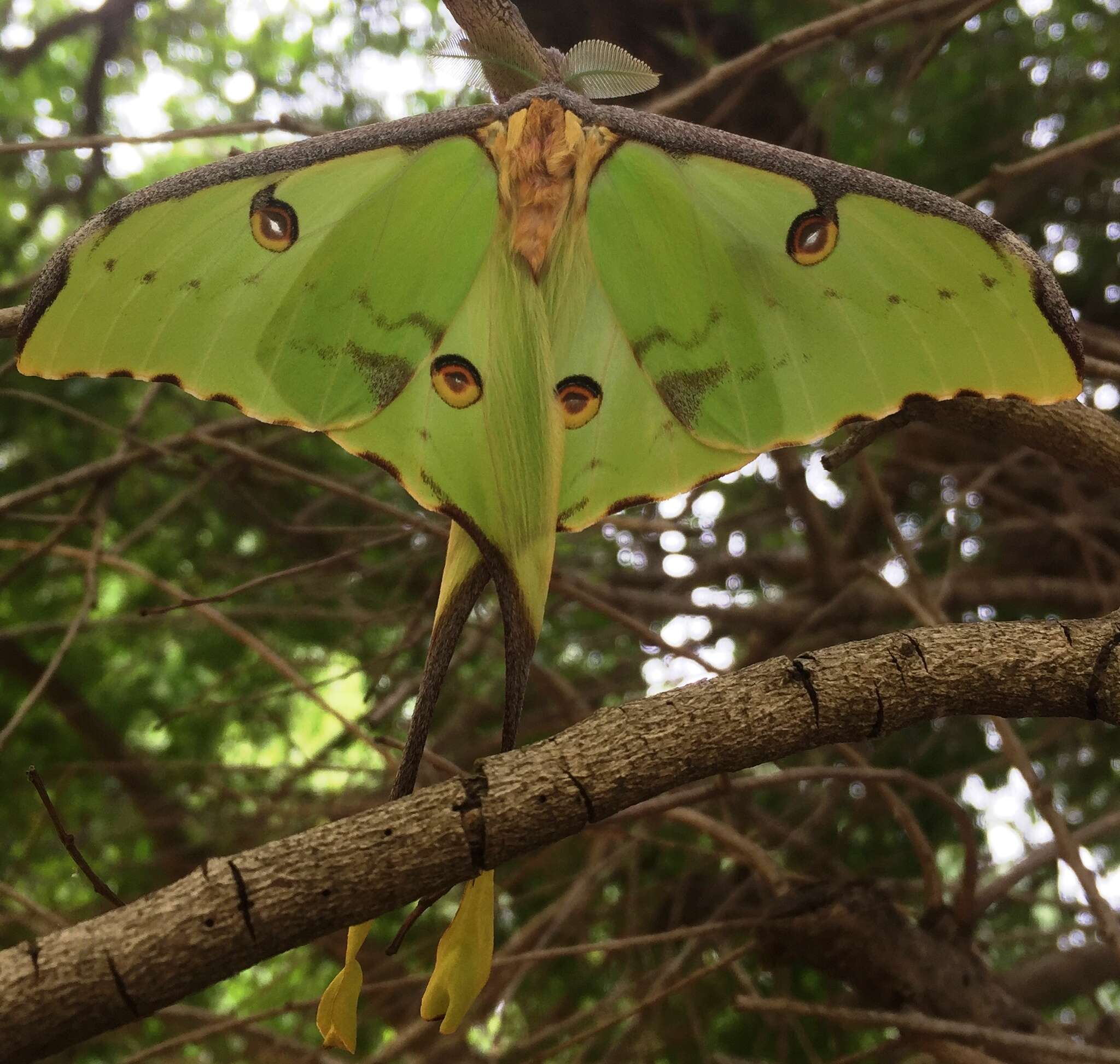 Image of African Luna moth