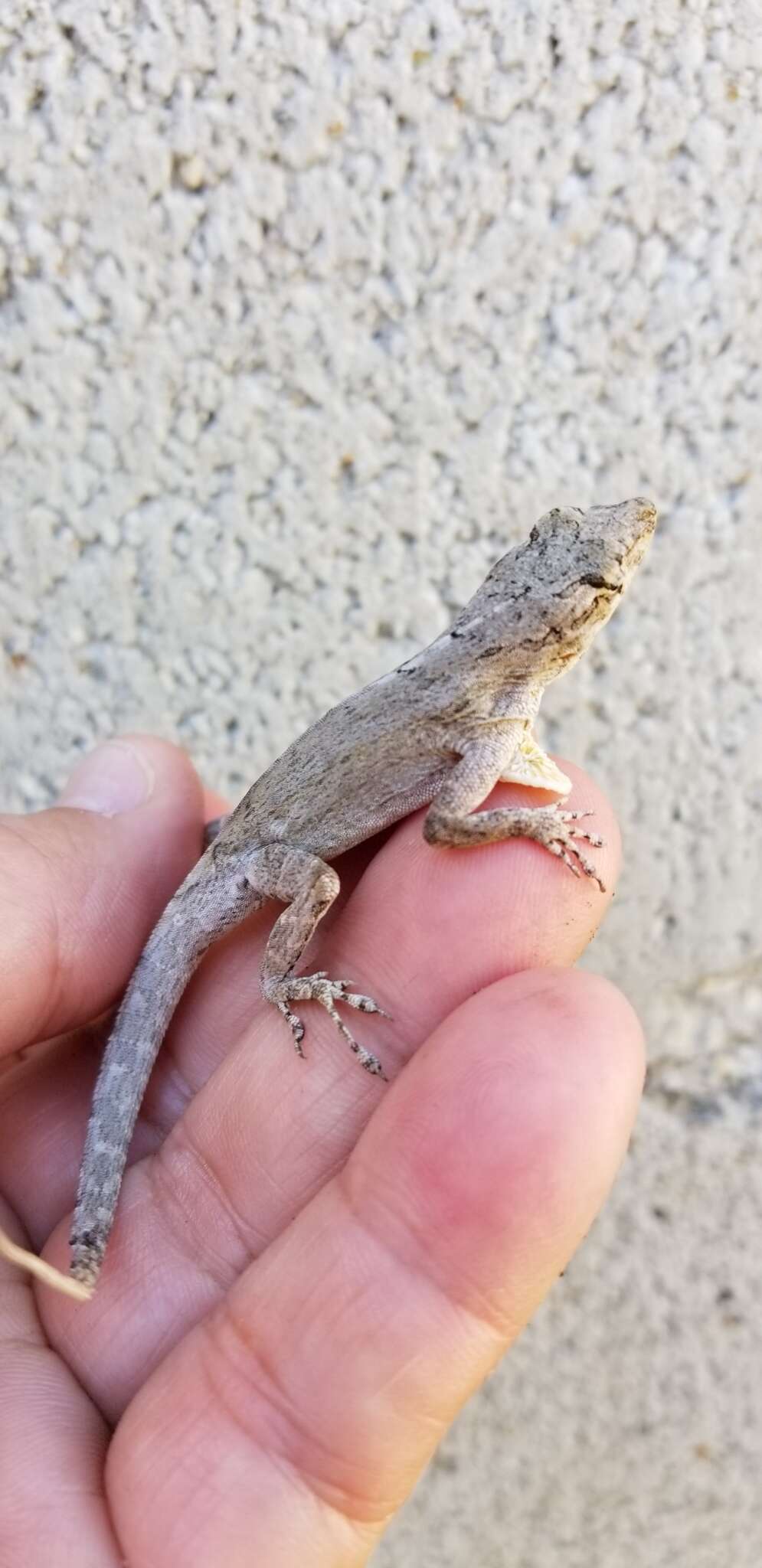 Image of Sagua de Tanamo  Anole