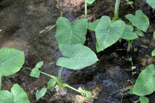 Image of Xanthosoma sagittifolium (L.) Schott