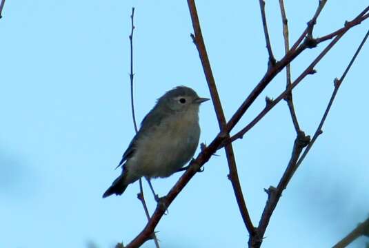 Image of Lucy's Warbler