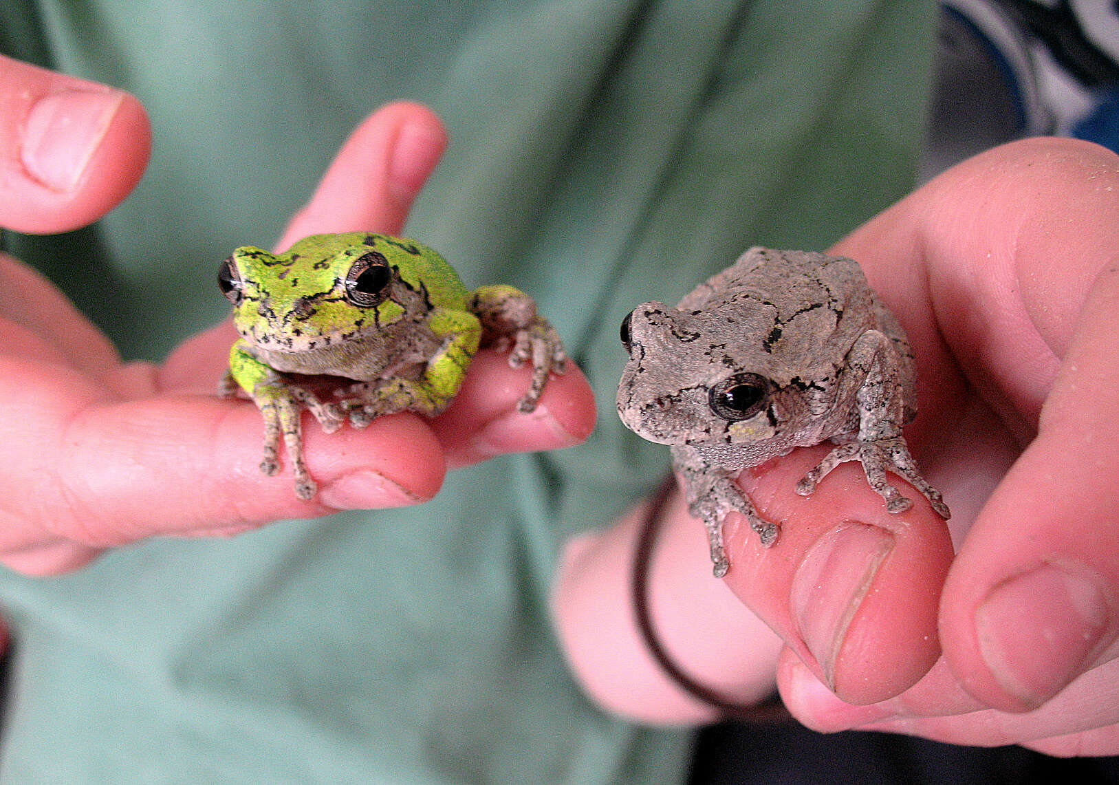 Image of Gray Treefrog