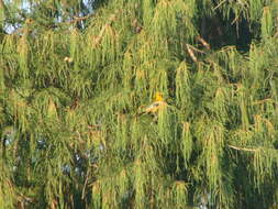 Image de Oriole à dos rayé