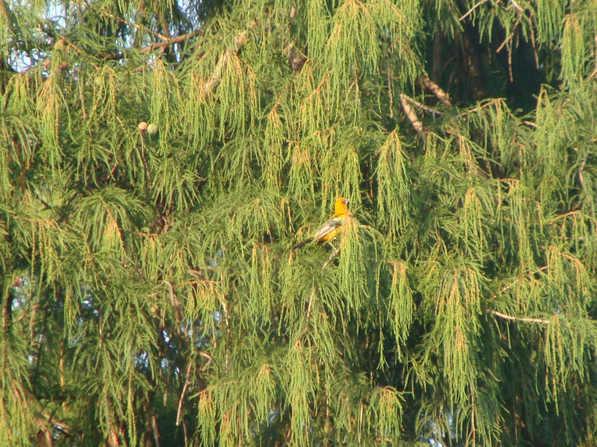 Image de Oriole à dos rayé