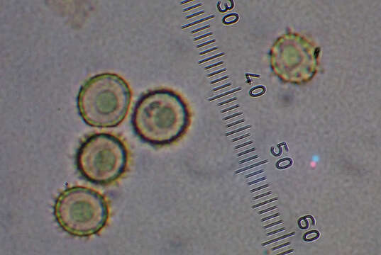 صورة <i>Pisolithus thermaeus</i>