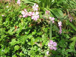 Image of Dalmatian Cranesbill