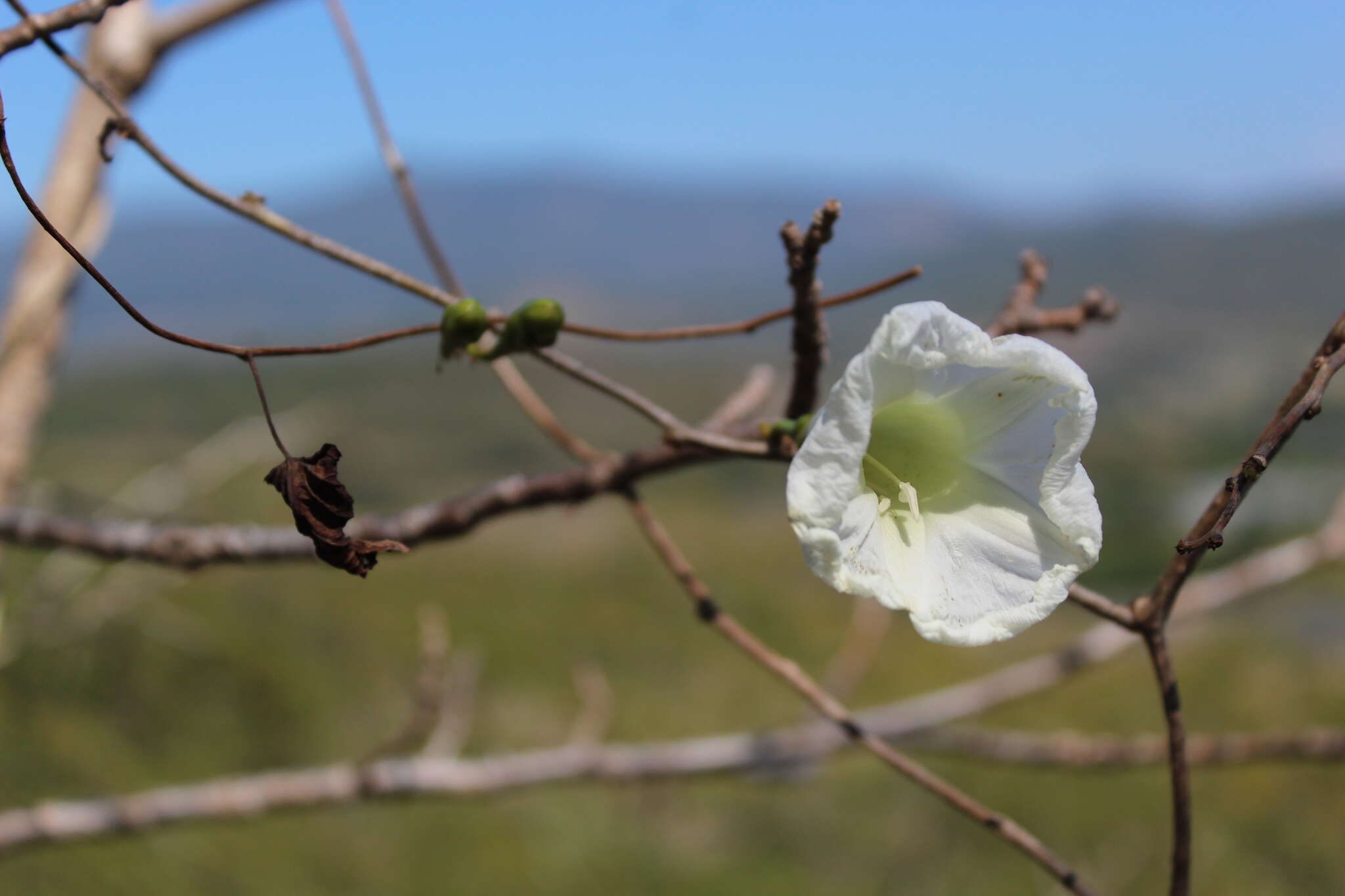 Imagem de Ipomoea pseudoracemosa G. D. Mc Pherson