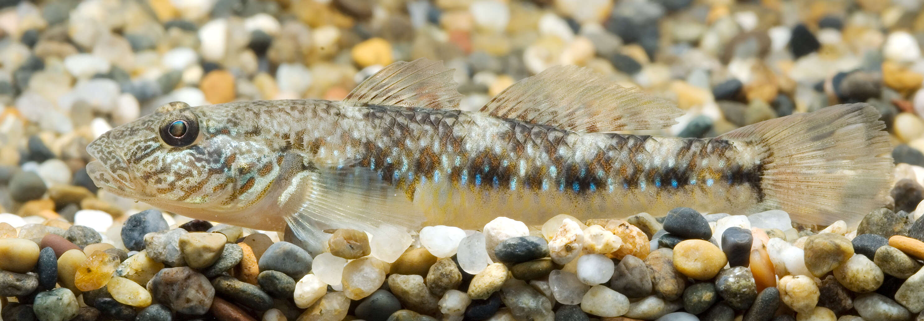 Rhinogobius giurinus (Rutter 1897) resmi