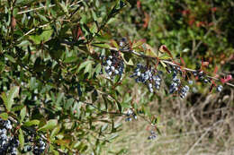 Image of Berberis glaucocarpa Stapf