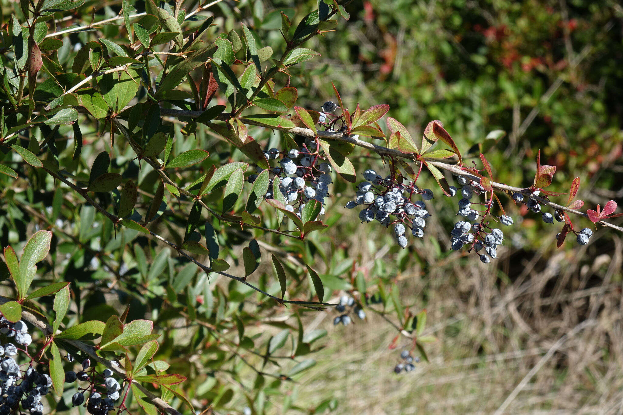 Image of Berberis glaucocarpa Stapf