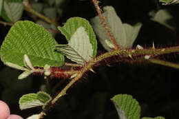 Sivun Rubus ellipticus Smith kuva