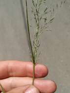 Image of Eragrostis amurensis Prob.