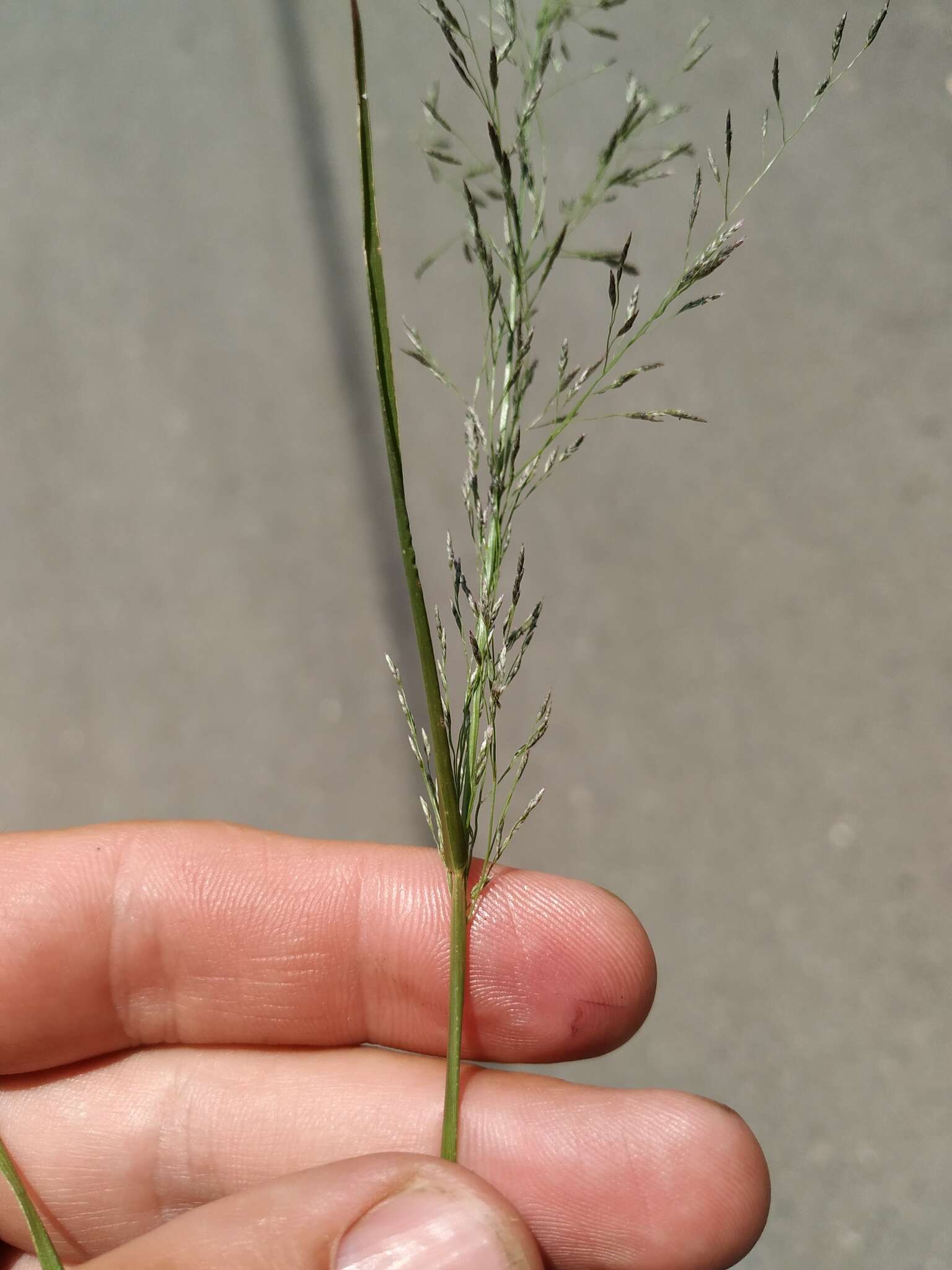 Image of Eragrostis amurensis Prob.