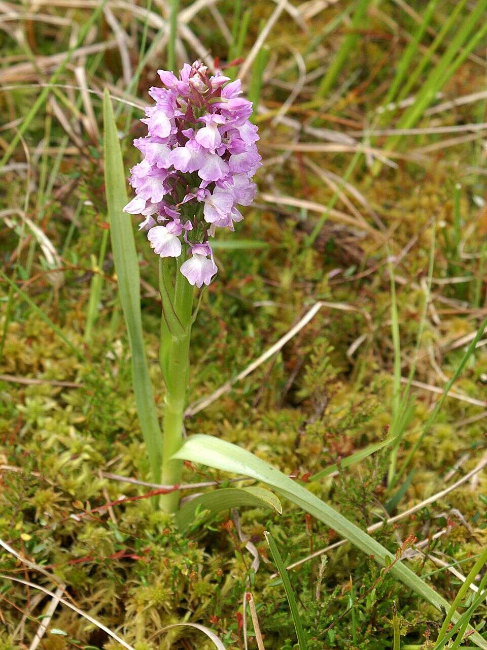 Image of Coeloglossum