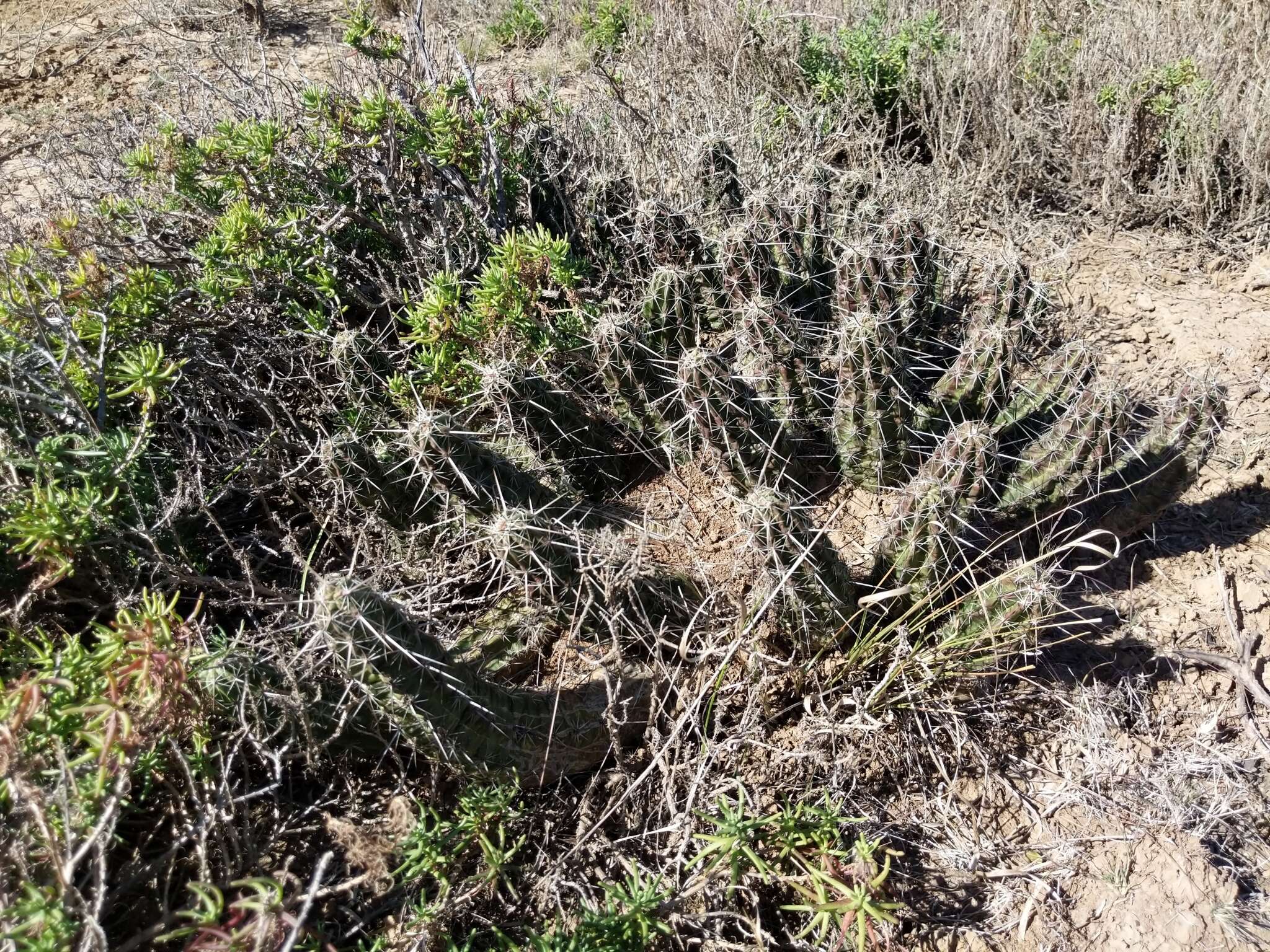 Image de Echinocereus enneacanthus subsp. brevispinus (W. O. Moore) N. P. Taylor