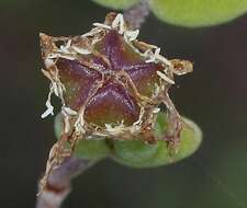 Imagem de Drosanthemum globosum L. Bol.