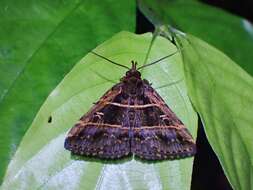 Image of Bertula delosticha Swinhoe 1906