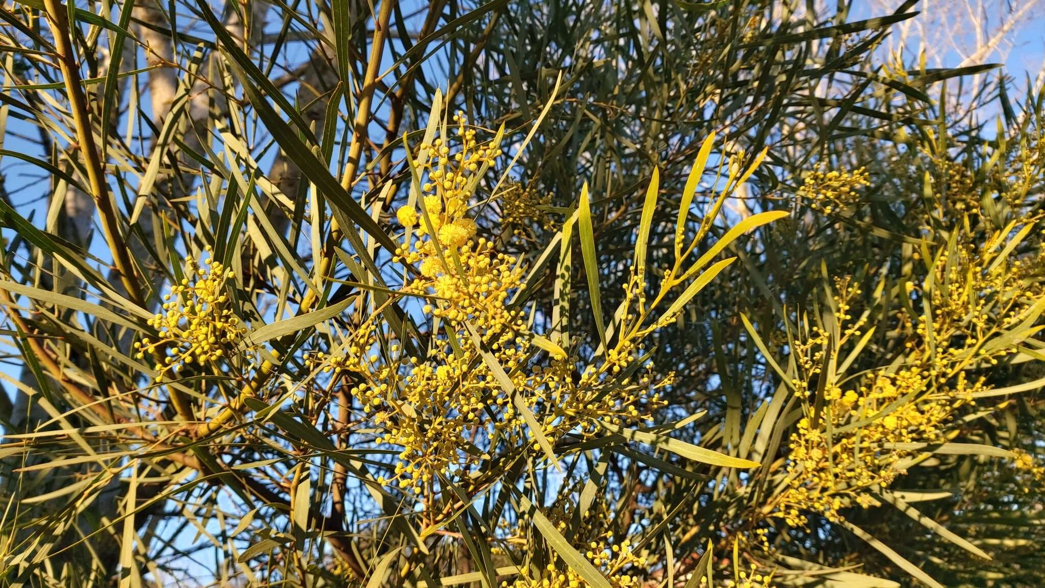 Acacia provincialis A. Camus的圖片