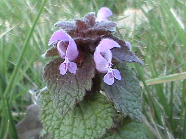 Image of purple archangel