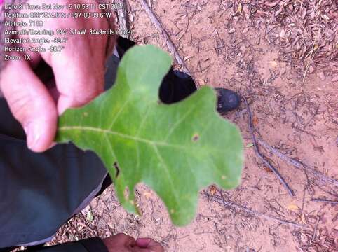 Imagem de Quercus marilandica (L.) Münchh.