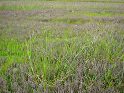 Image of glasswort