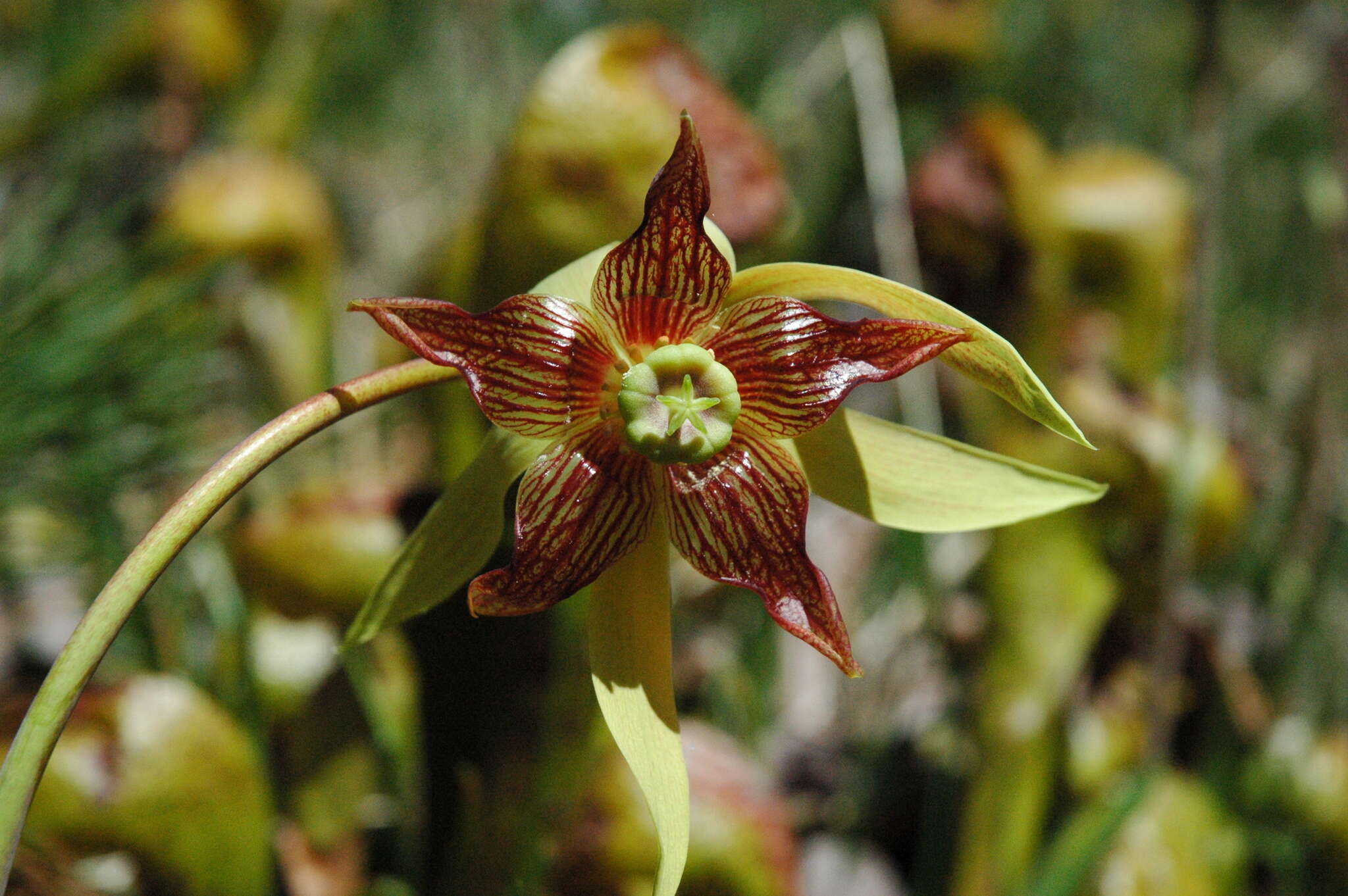 Image of California Pitcher Plant