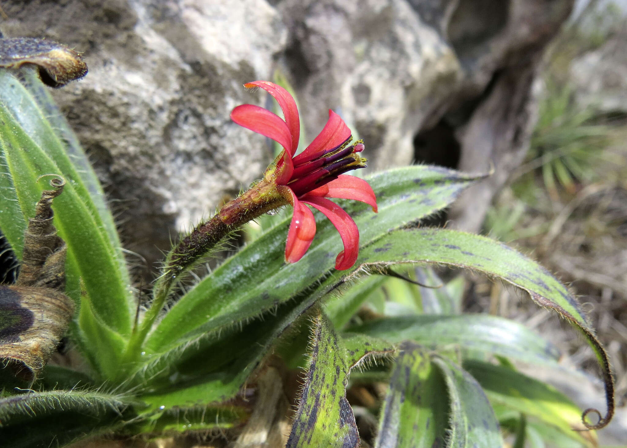 Image of Barbacenia blanchetii Goethart & Henrard