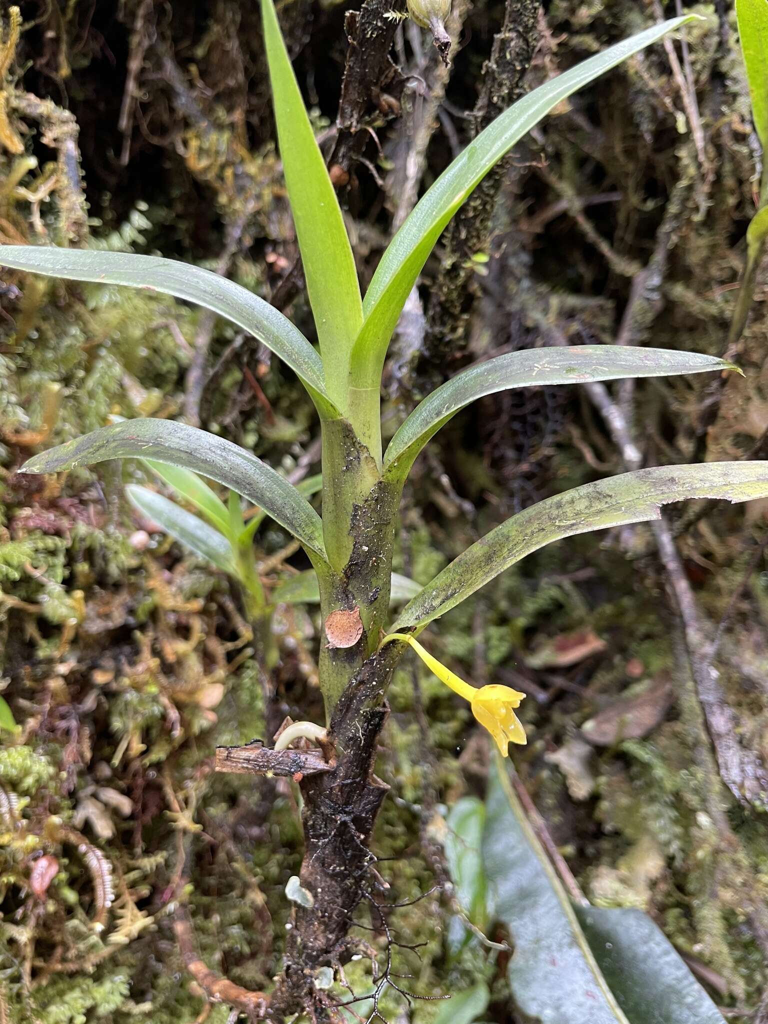 Imagem de Maxillaria alticola C. Schweinf.