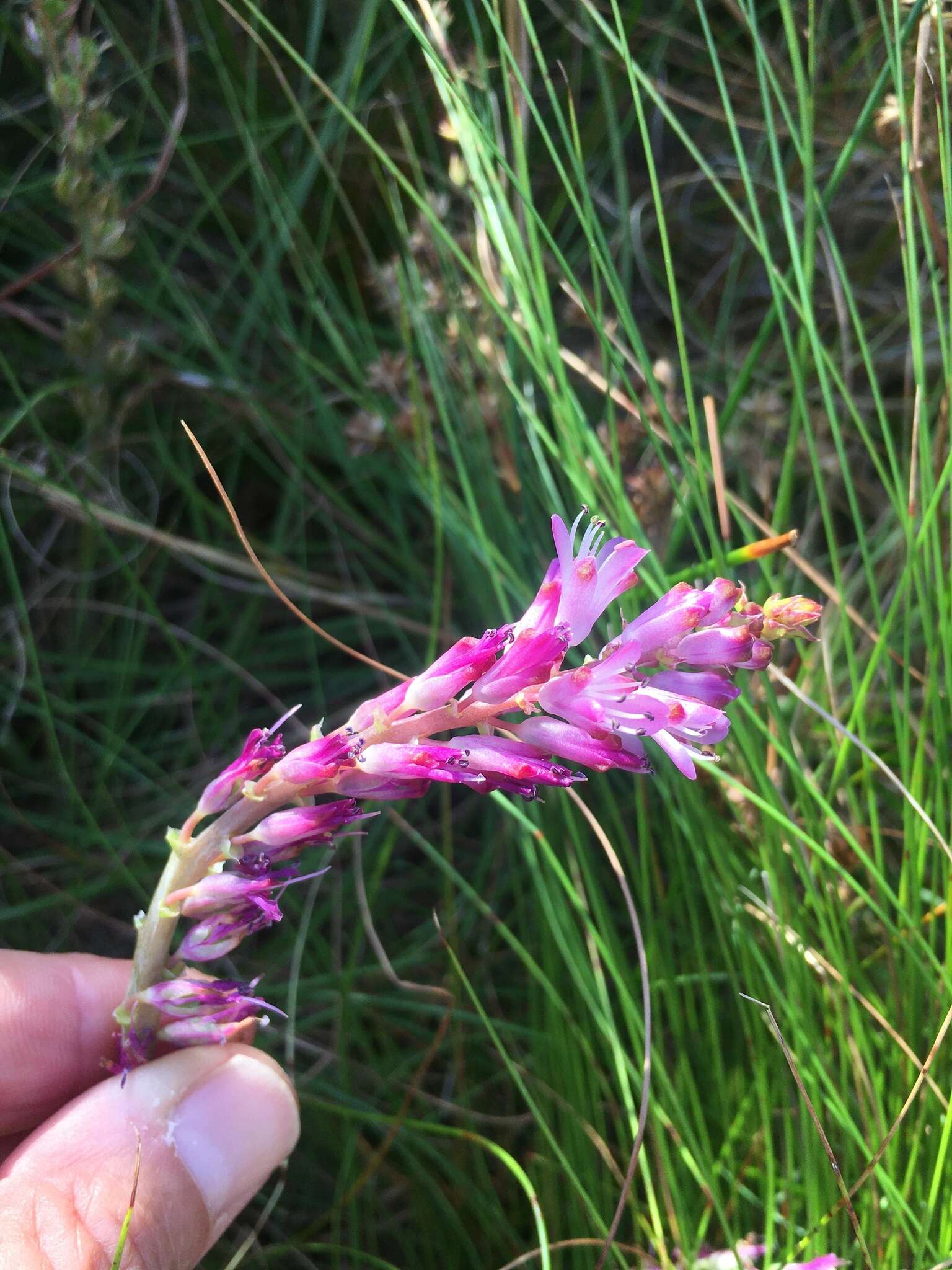 Image of Lachenalia salteri W. F. Barker