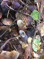 Image of Mycena purpureofusca (Peck) Sacc. 1887