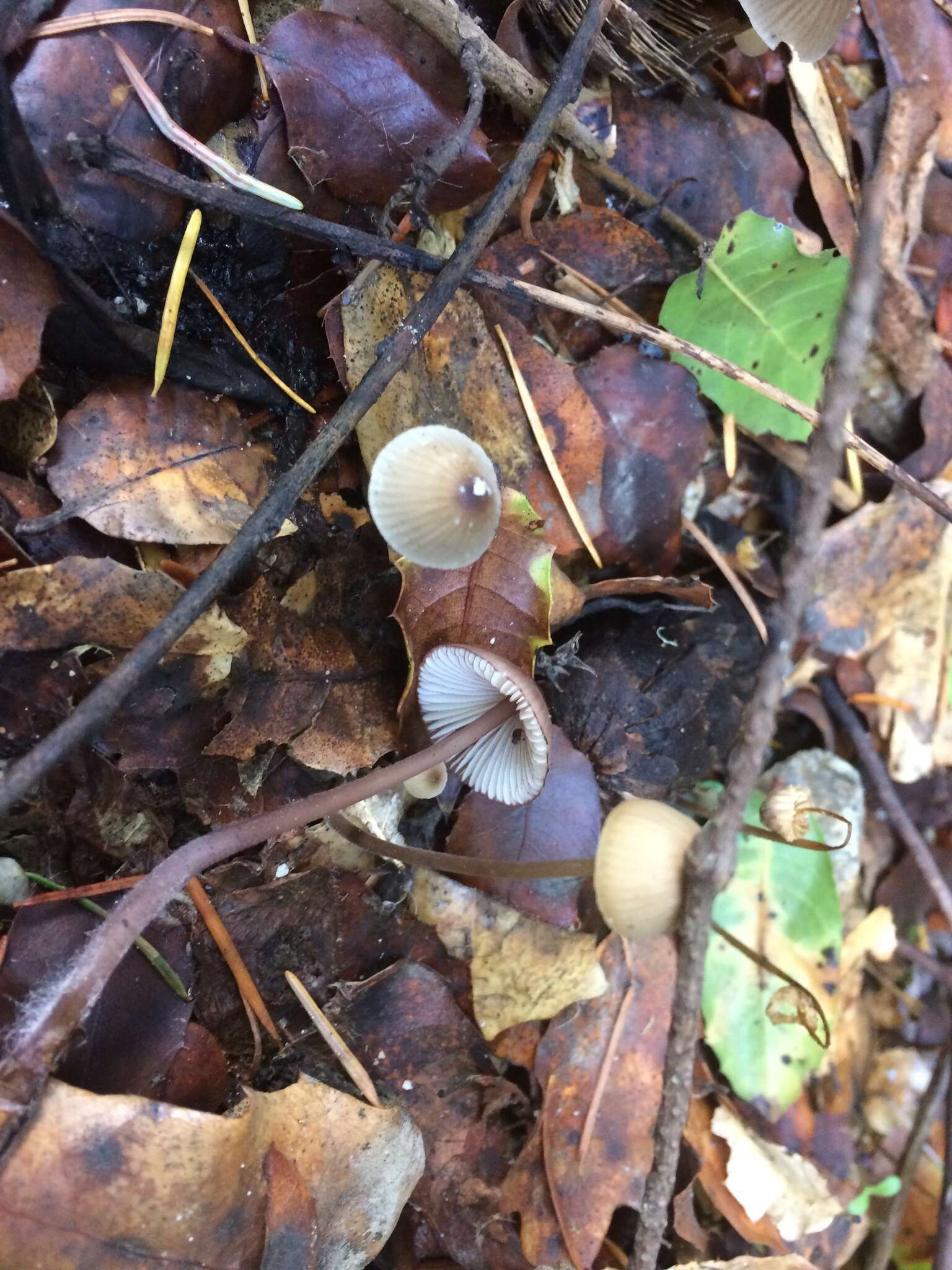 Mycena purpureofusca (Peck) Sacc. 1887 resmi