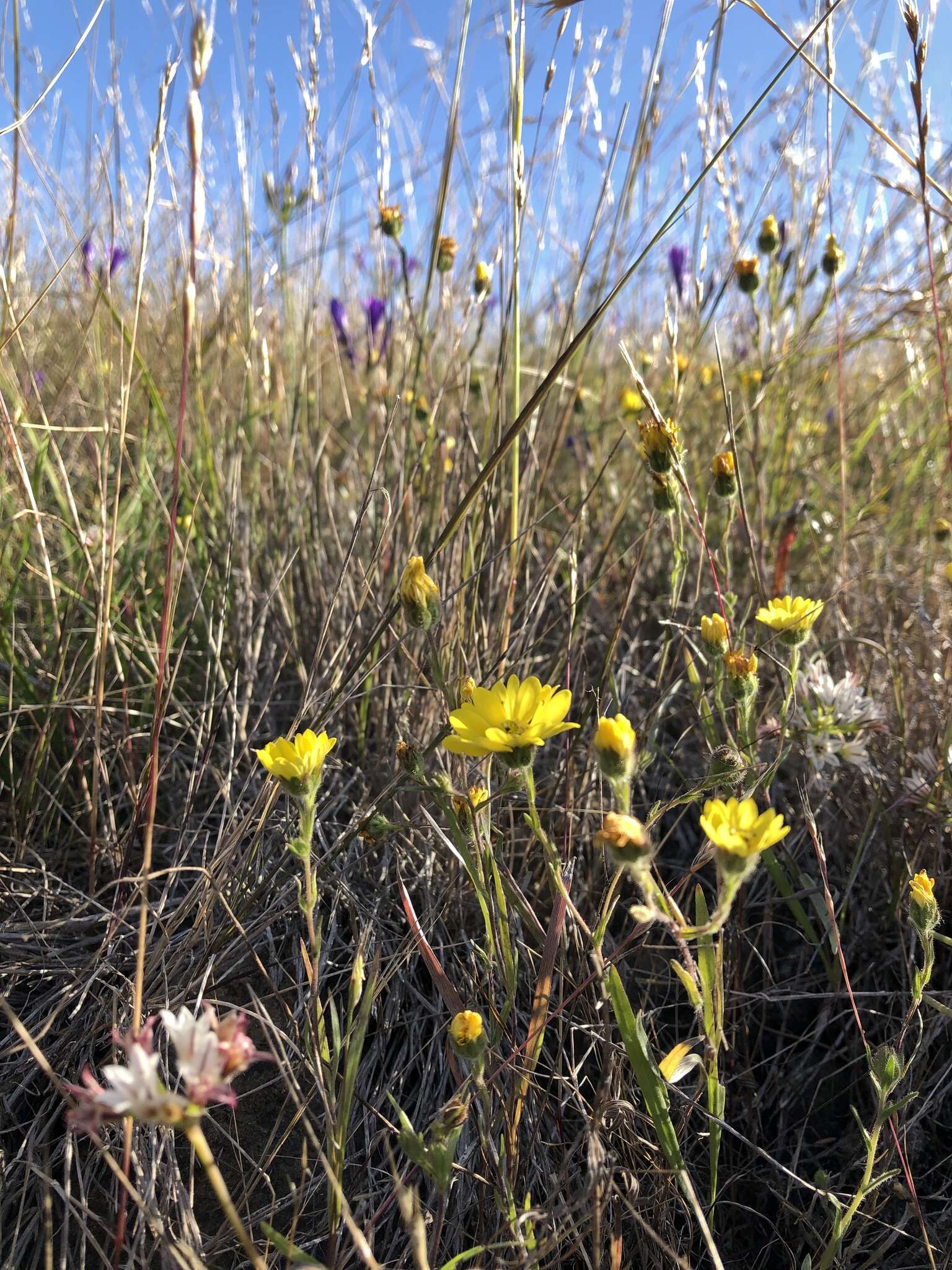 Image of hayfield tarweed