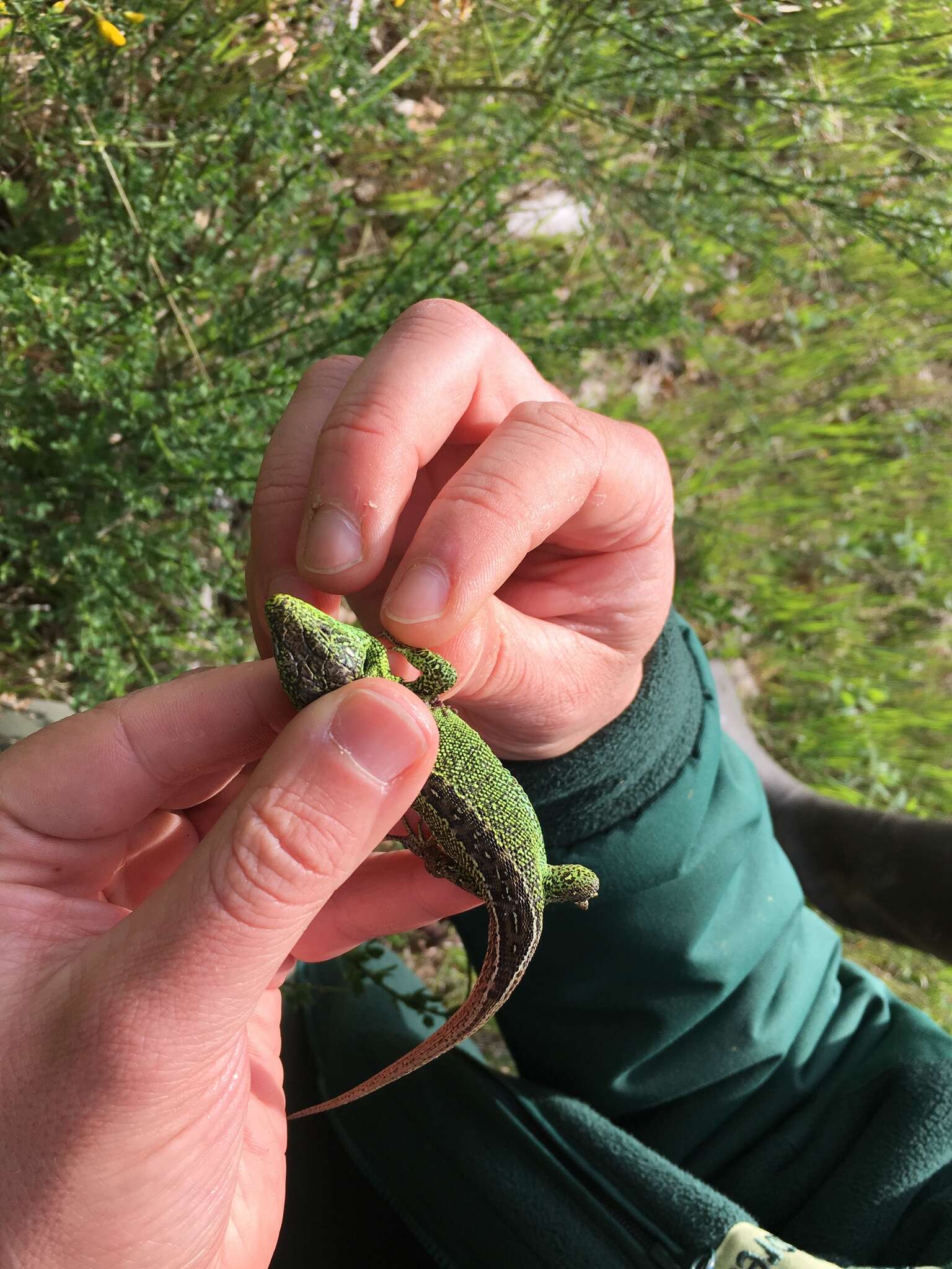 Image of Lacerta agilis agilis Linnaeus 1758