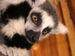 Image of Lemur Linnaeus 1758