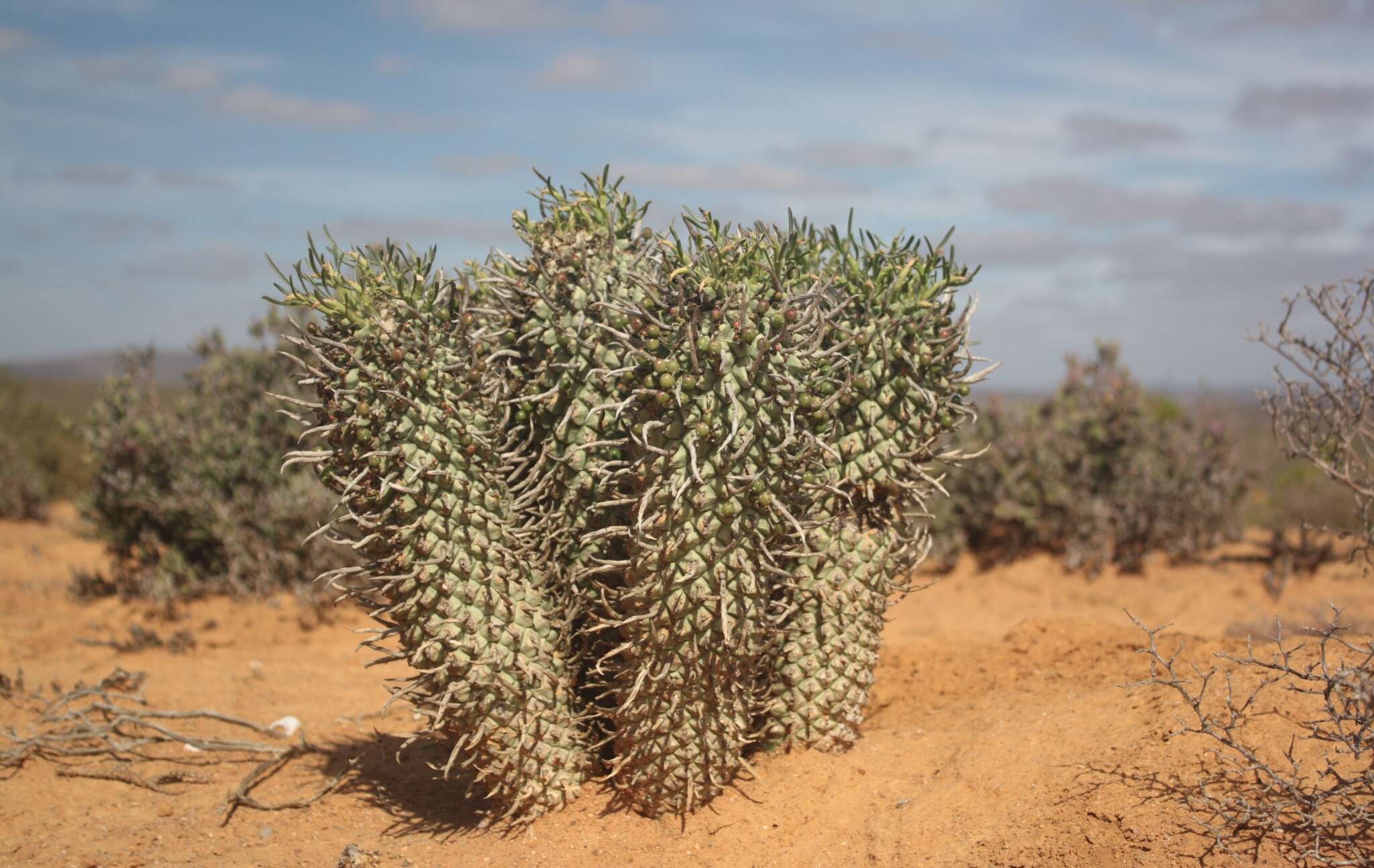 Euphorbia schoenlandii Pax resmi