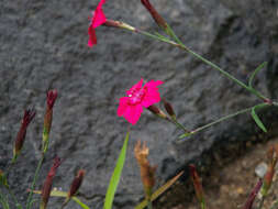 Слика од Dianthus deltoides L.