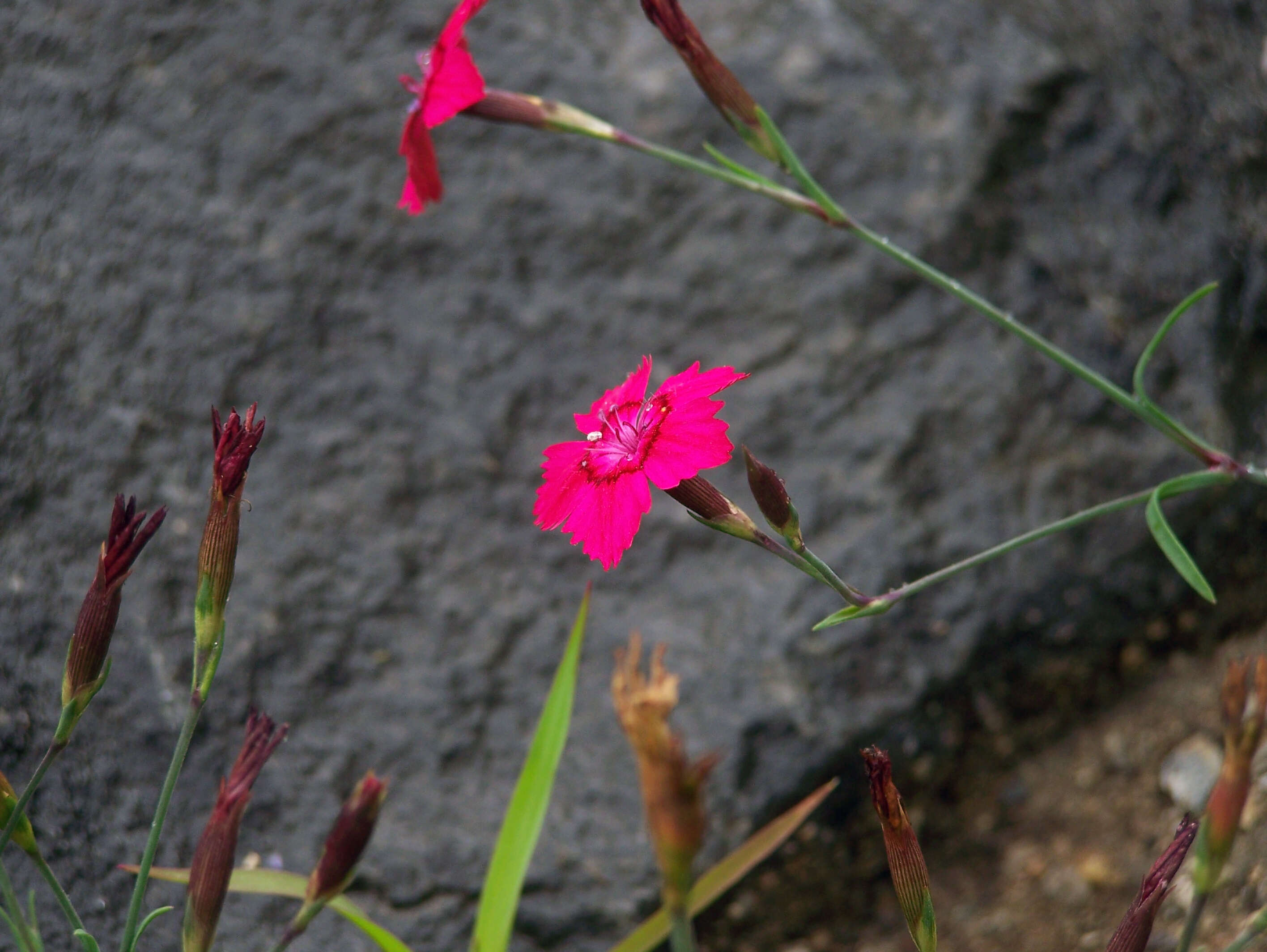 Слика од Dianthus deltoides L.