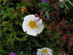 Image of salvia cistus