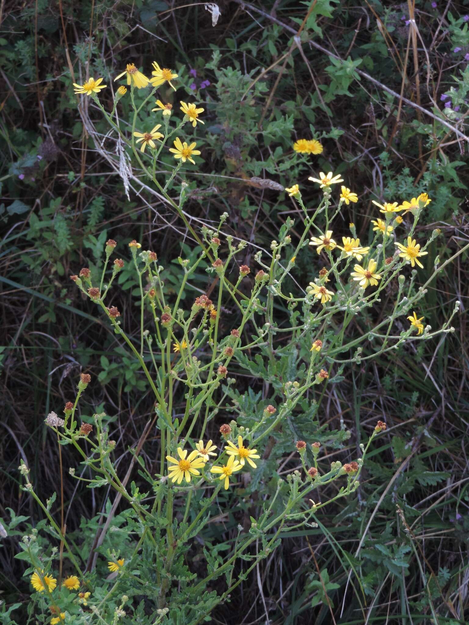 Image of Jacobaea erucifolia subsp. erucifolia