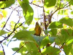 Image of Bar-throated Minla