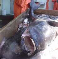 Image of Pacific Sleeper Shark