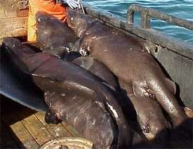 Image of Pacific Sleeper Shark