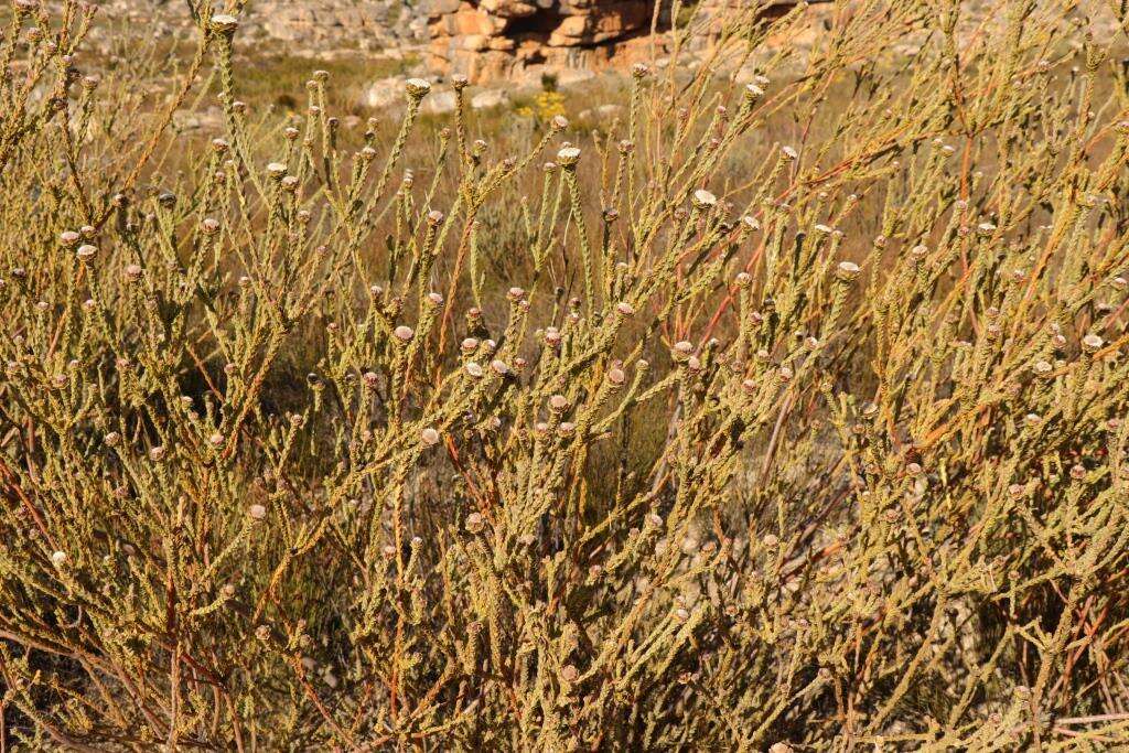 Image of Leucadendron concavum I. Williams