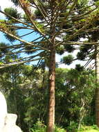 Image of Candelabra Tree