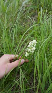 Imagem de Galium boreale L.