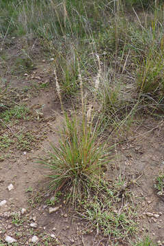 Imagem de Pappophorum caespitosum R. E. Fr.