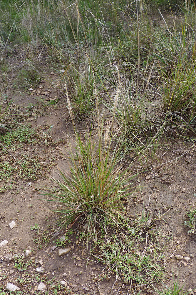 Image of Pappophorum caespitosum R. E. Fr.