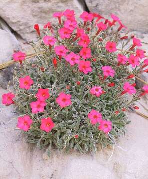 Image of Rabbit Valley gilia